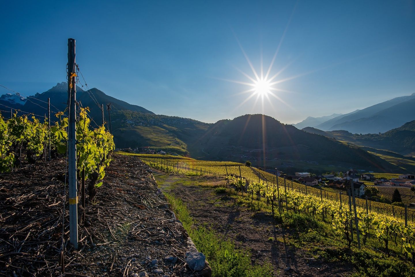 Vignoble valaisan au coucher du soleil